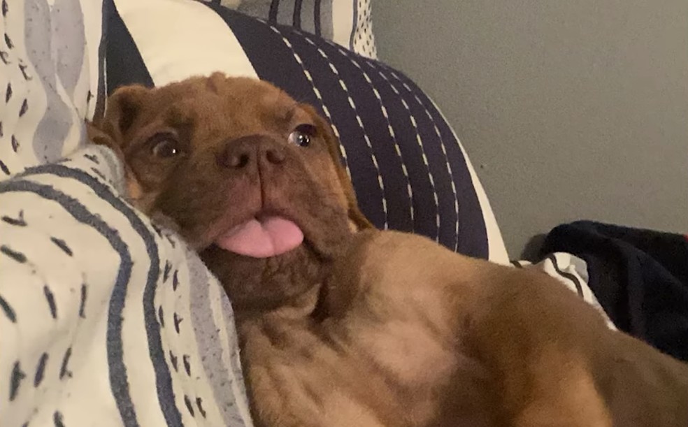 Desde sempre linguarudo — Foto: Reprodução/Guiness World Records