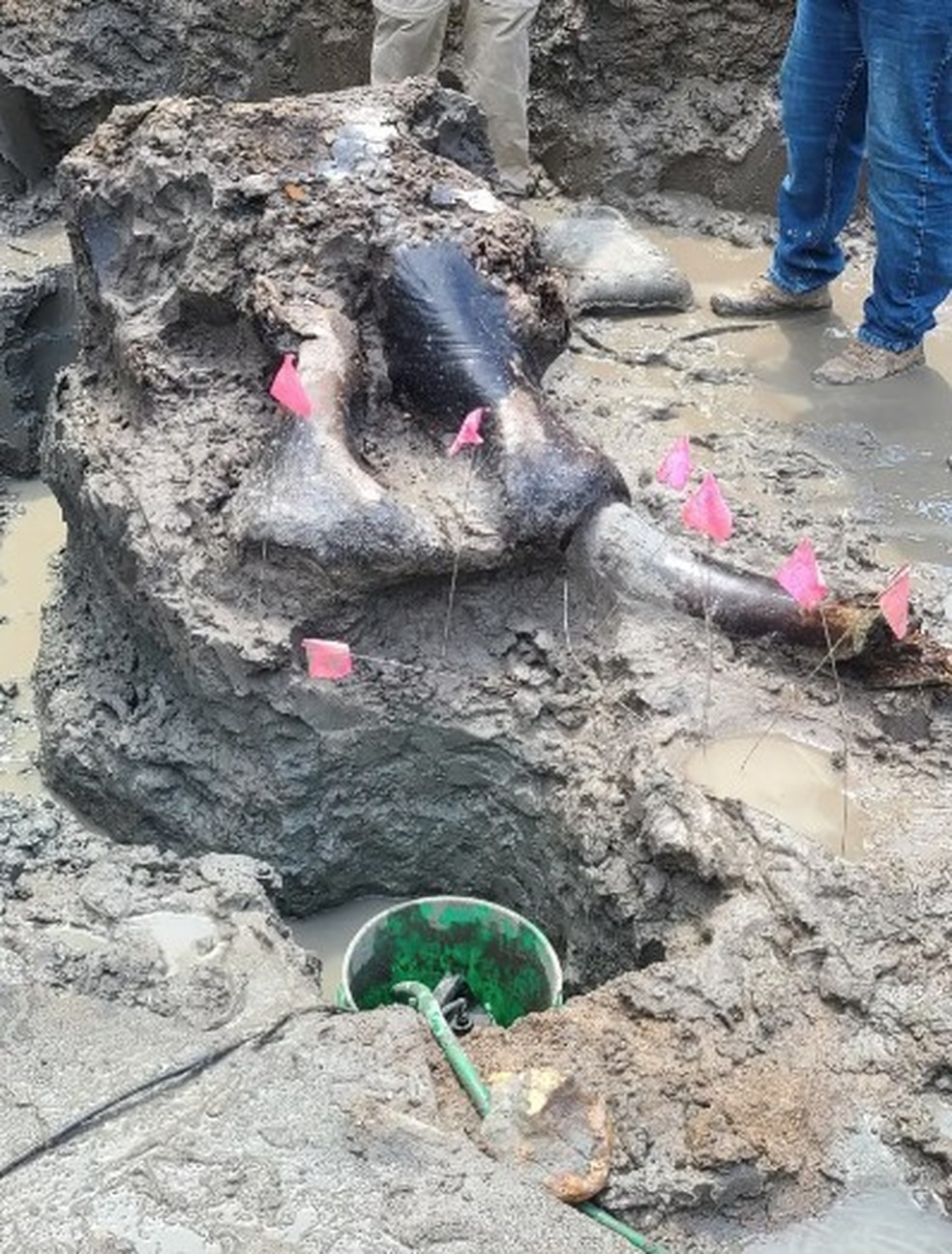 Arque&oacute;logos encontram cabe&ccedil;a de mastodonte enterrada em rio nos EUA: 13.600 anos &mdash; Foto: Divulga&ccedil;&atilde;o/Office of the State Archaeologist, Iowa