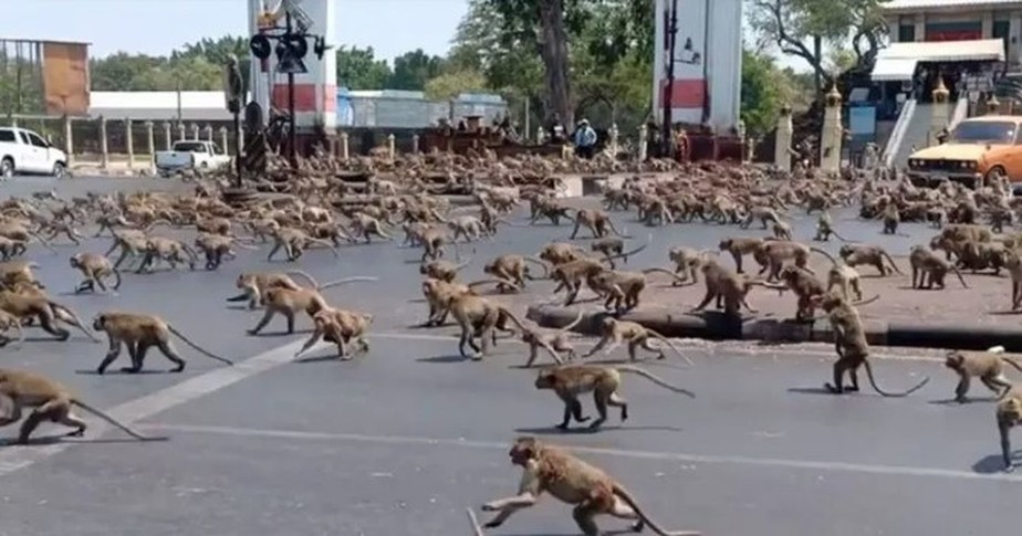 'Exército' de 3.500 macacos toma conta de cidade na Tailândia desde a pandemia de Covid-19