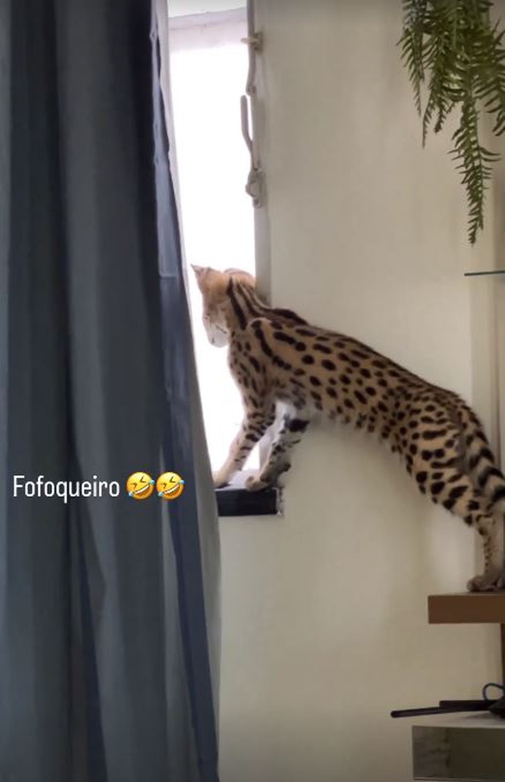 MC Oruam &eacute; dono de um gato Savannah que pode custar R$ 100 mil &mdash; Foto: rep/instagram