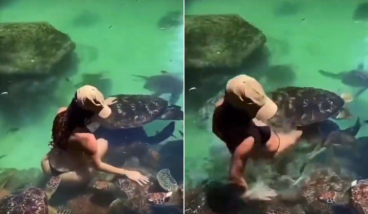 Tartaruga morde nádega de modelo durante ensaio em piscina natural - QTU Questões do Universo