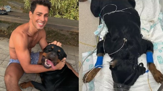 Cachorro de Cauã Reymond morre envenenado e ator lamenta: 'Triste e dolorido'