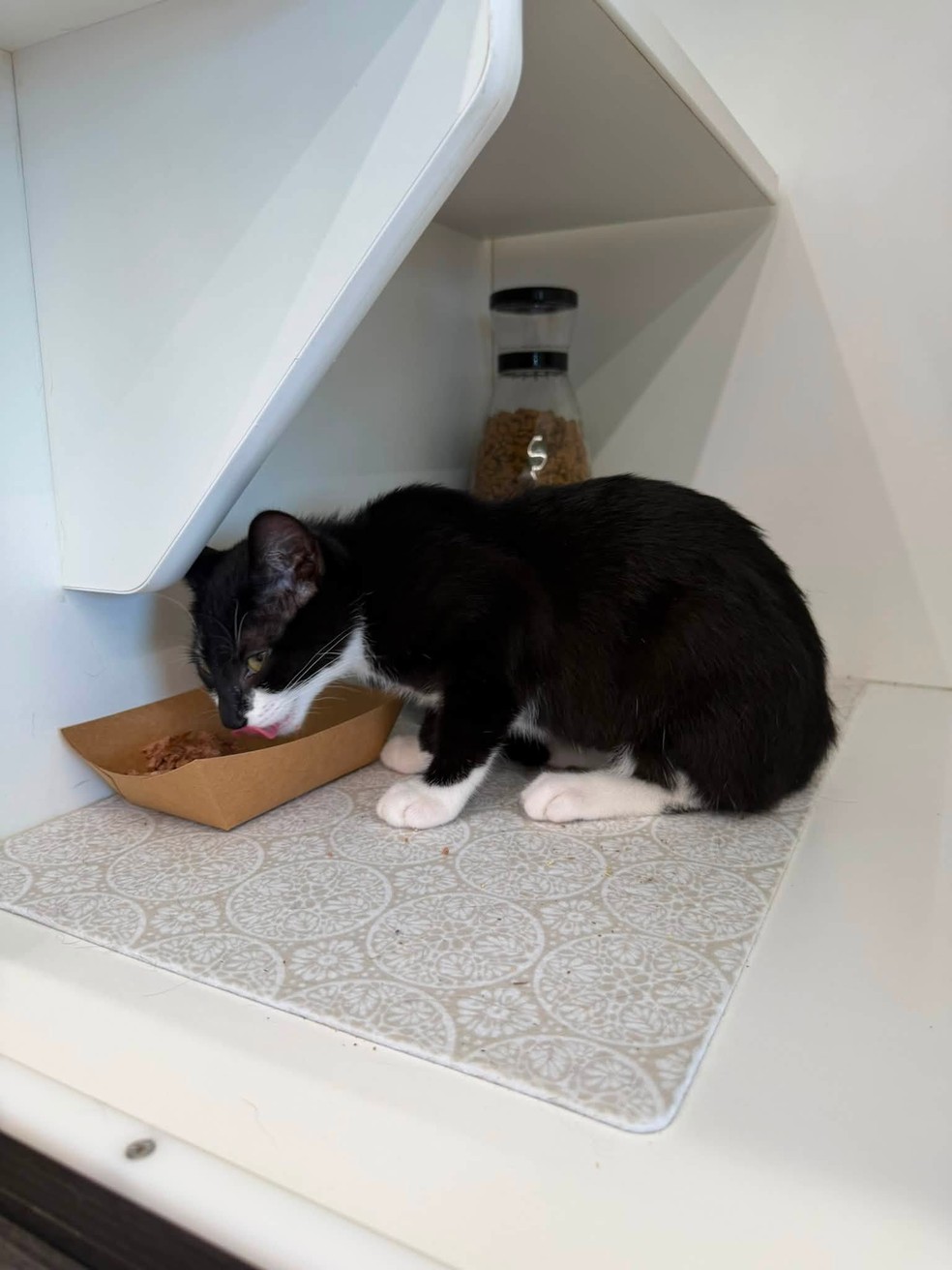 Magnolia almoçando após a sua curta vida no crime — Foto: Beltsville Community Cats