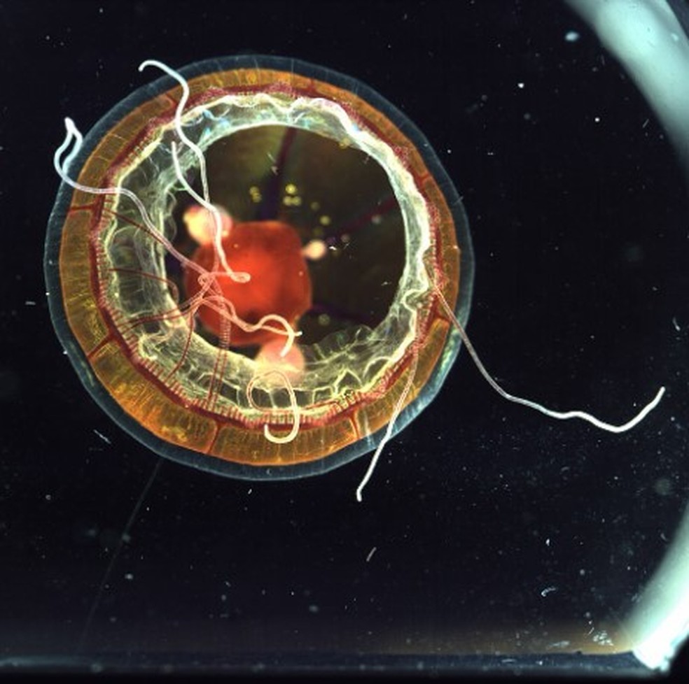 &Aacute;gua-viva coletada a 1.157 metros de profundidade por submers&iacute;vel rob&oacute;tico &mdash; Foto: Reprodu&ccedil;&atilde;o/MBARI(Monterey Bay Aquarium Research Institute)