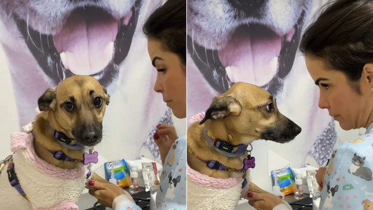 Veterinária tem 'papo sério' com cachorrinha que tem medo de agulha e viraliza na web 