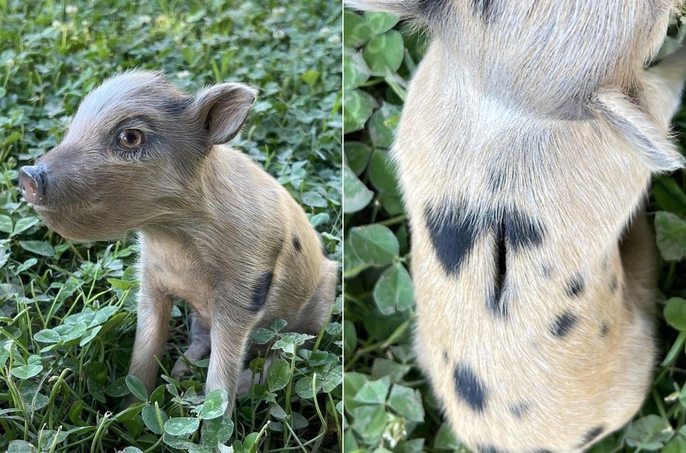 Taxidermista empalha porquinho e o transforma em cofrinho 'natural' &mdash; Foto: Reprodu&ccedil;&atilde;o/Instagram