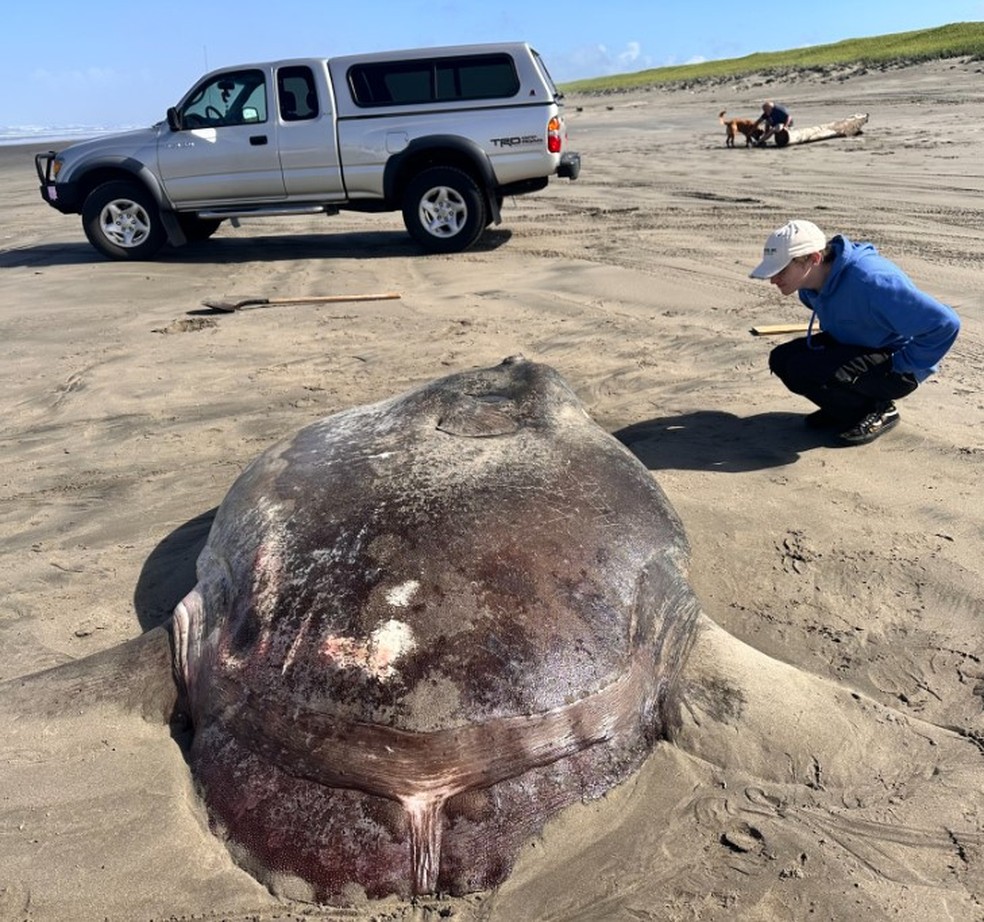 Raro peixe-lua de 2,2m é encontrado na areia de praia nos EUA — Foto: Reprodução/Facebook(Seaside Aquarium)