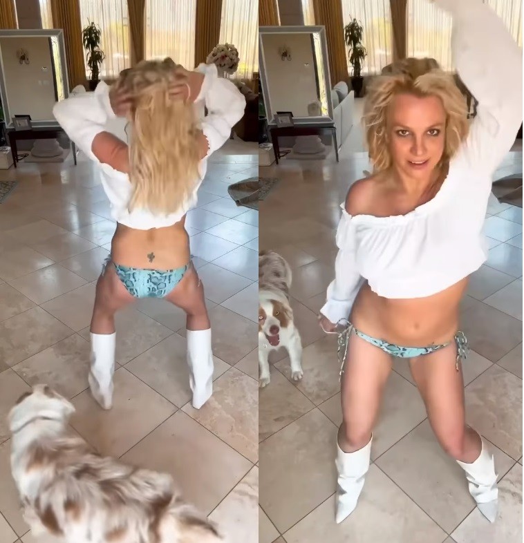 Cachorro de Britney Spears viraliza — Foto: Reprodução