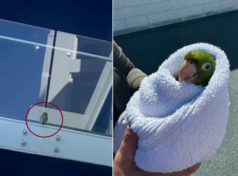 Papagaio selvagem fica entalado entre vidros de varanda e é resgatado por bombeiro - QTU Questões do Universo