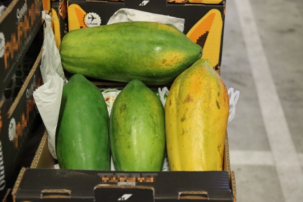 Os mam&otilde;es apreendidos com coca&iacute;na no aeroporto de Lisboa &mdash; Foto: Divulga&ccedil;&atilde;o/Pol&iacute;cia Judici&aacute;ria de Portugal