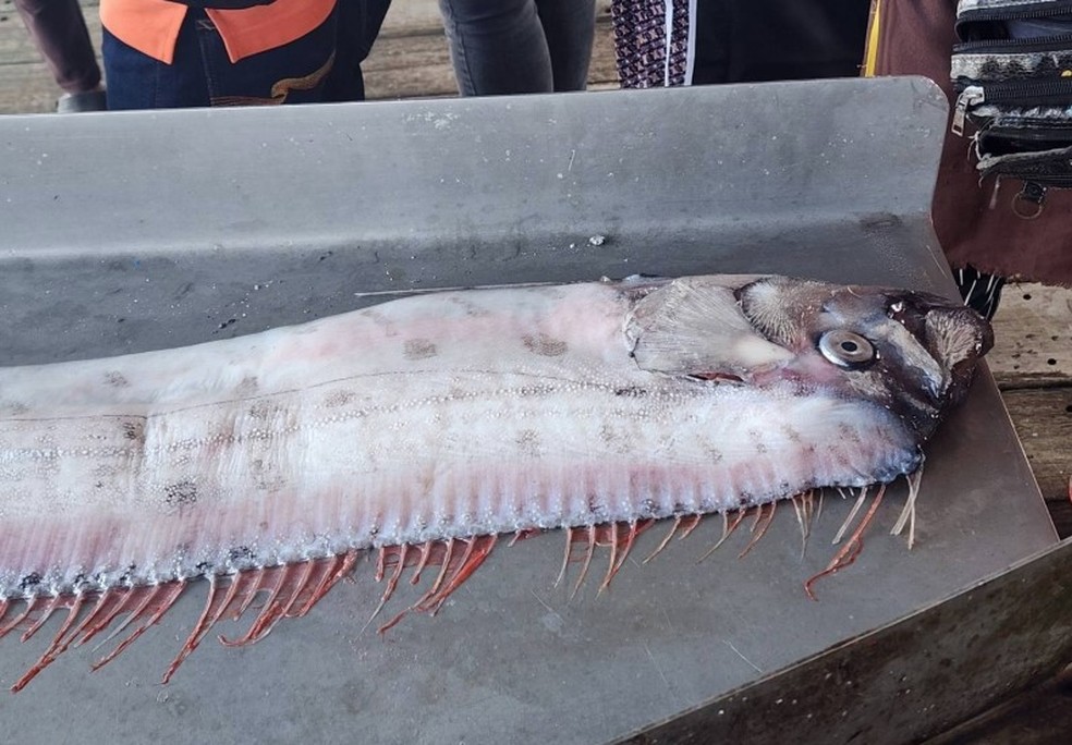 Peixe Remo Gigante Raro