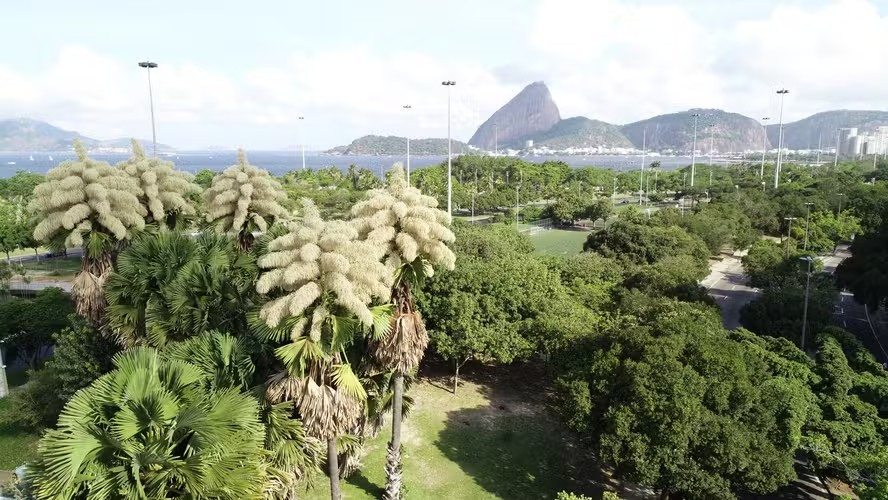 Da Zona Sul a Oeste do Rio: conheça os parques mais queridinhos de ...