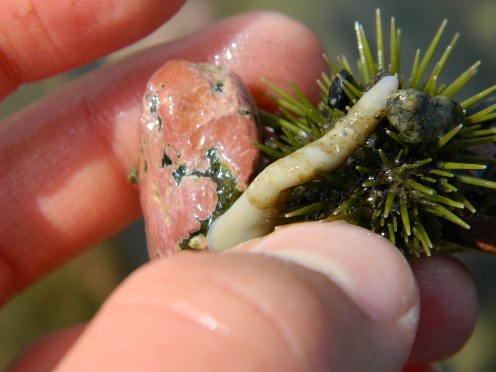 Vermes-fita podem ser encontrados sob pedras ou escombros de coral, conchas e entre os mexilh&otilde;es &mdash; Foto: Louis-Philippe Bateman / Creative Commons