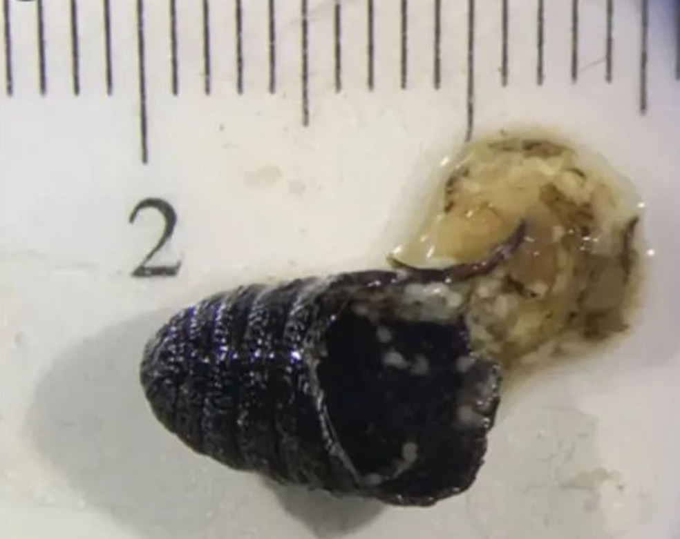 A casca preta é um remanescente da pupa — Foto: Reprodução/CDC