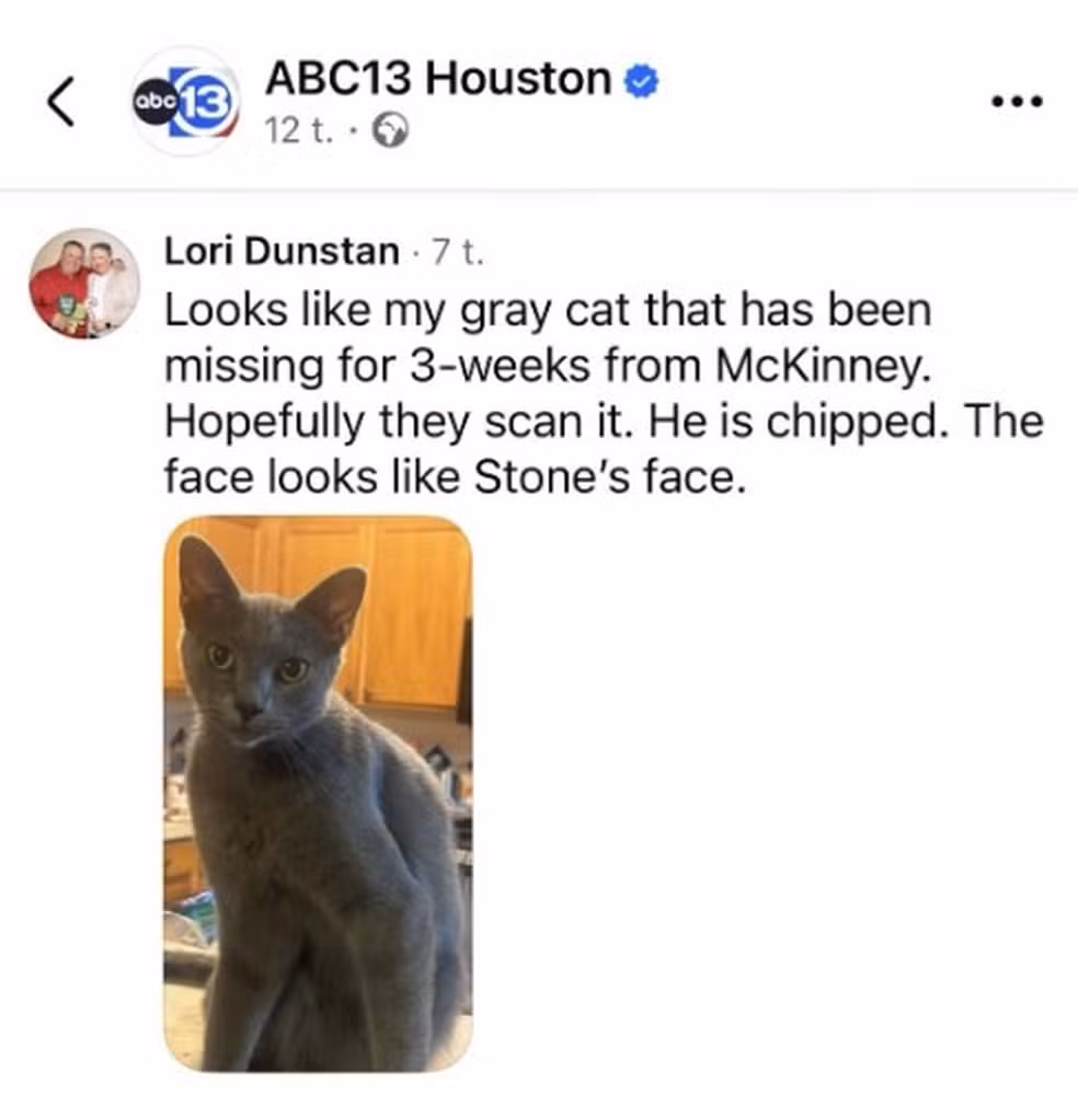 A 'gata vermelha' pode ser uma felina desaparecida em McKinney — Foto: Reprodução