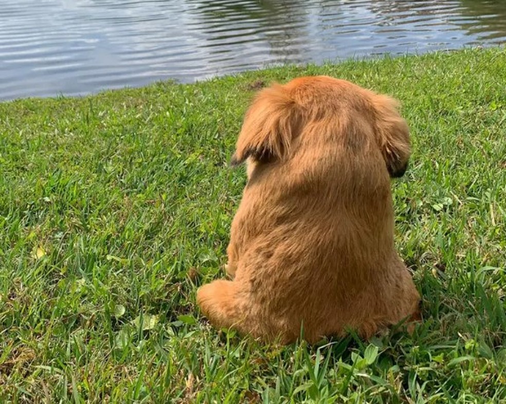 Tilly, spaniel tibetana de 7 anos com s&iacute;ndrome da coluna curta &mdash; Foto: Reprodu&ccedil;&atilde;o/Instagram