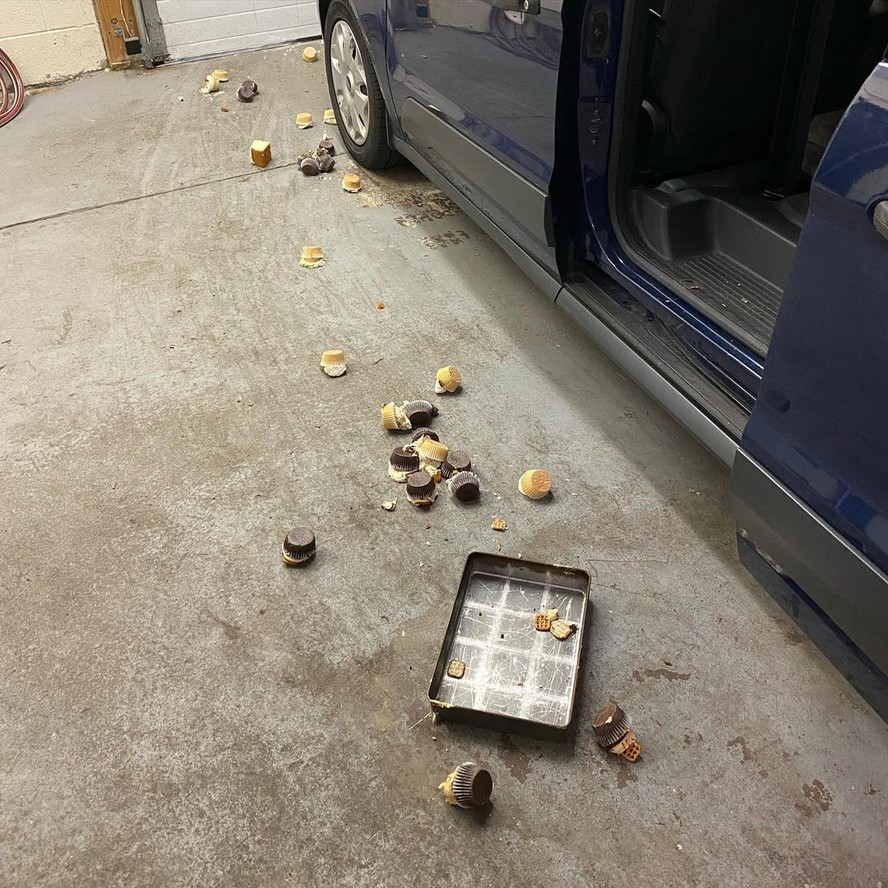 Bolinhos por todo o lado: urso entrou na garagem da padaria e comeu 60 cupcakes