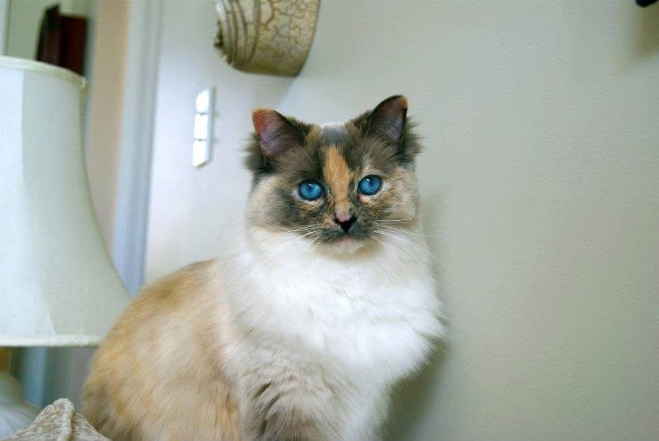 Família descobre que gata levada para eutanásia ainda estava viva mais de um ano depois - Foto
