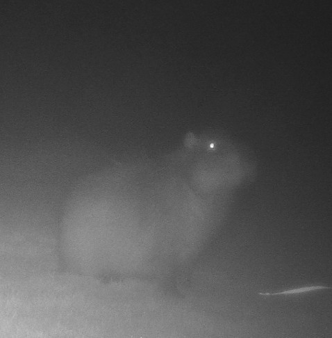 Samba, a capivara fugitiva, é vista em vídeo pela primeira vez meses após fuga
